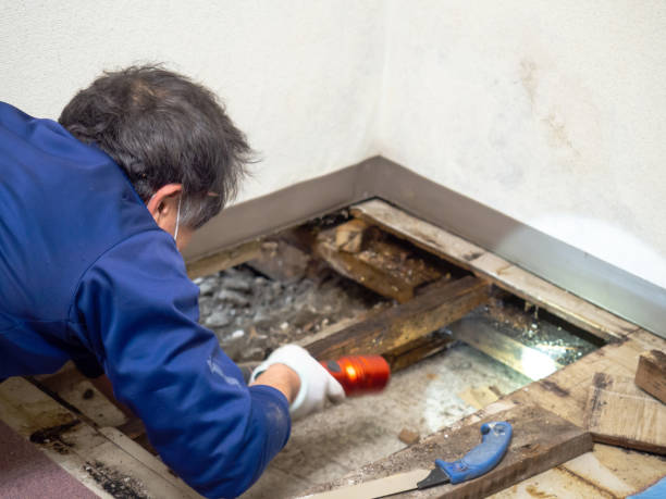 Best Mold Damage Repair  in West Palm Beach, FL