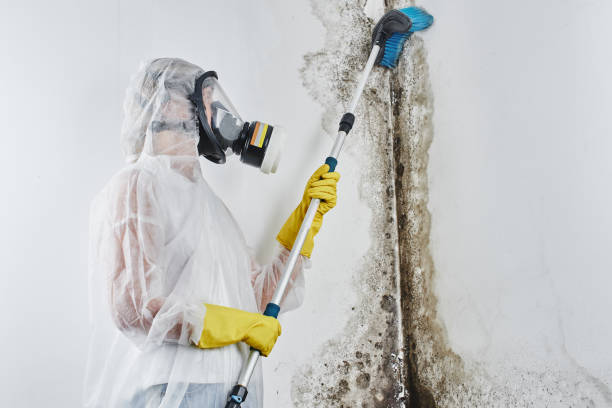 Best Commercial Mold Removal  in West Palm Beach, FL