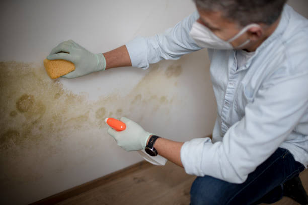 Certified Mold Removal in West Palm Beach, FL